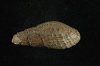 藏品(瘤蜷)的圖片